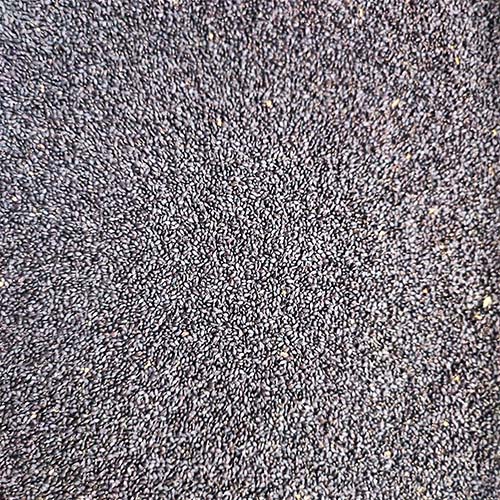 Basil Seed
